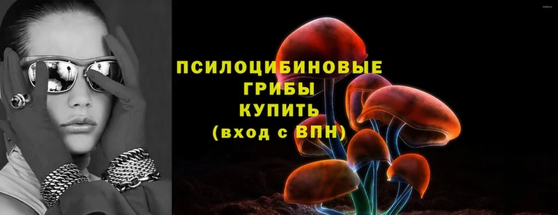 Галлюциногенные грибы Psilocybe Лихославль